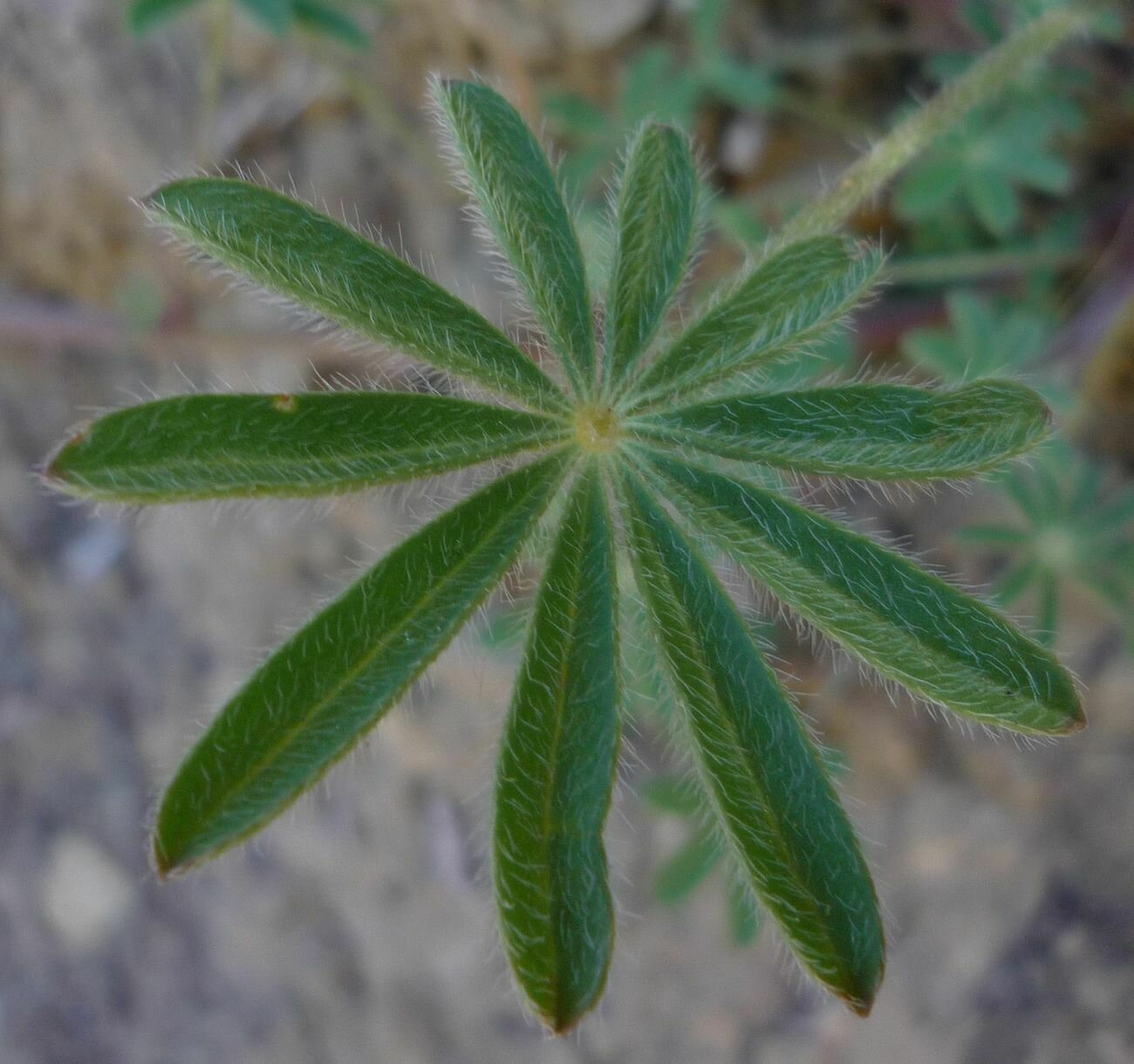 High Resolution Lupinus nanus Leaf